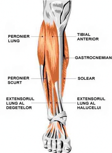 articulațiile și mușchii gambei
